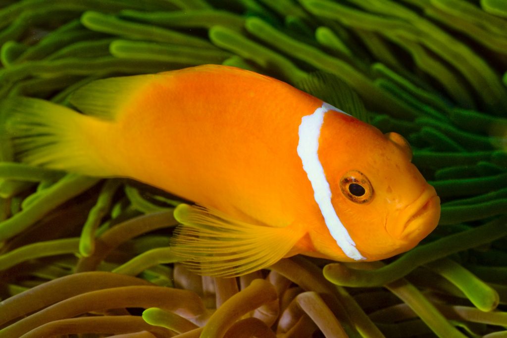 Malediwy rybka nemo podczas nurkowania