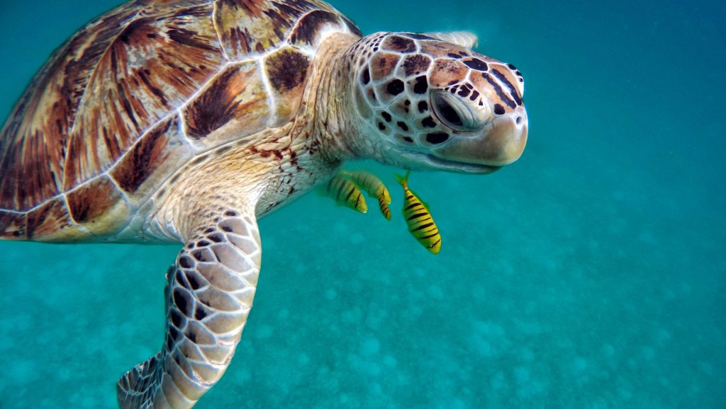 Malediwy żółw podczas nurkowania