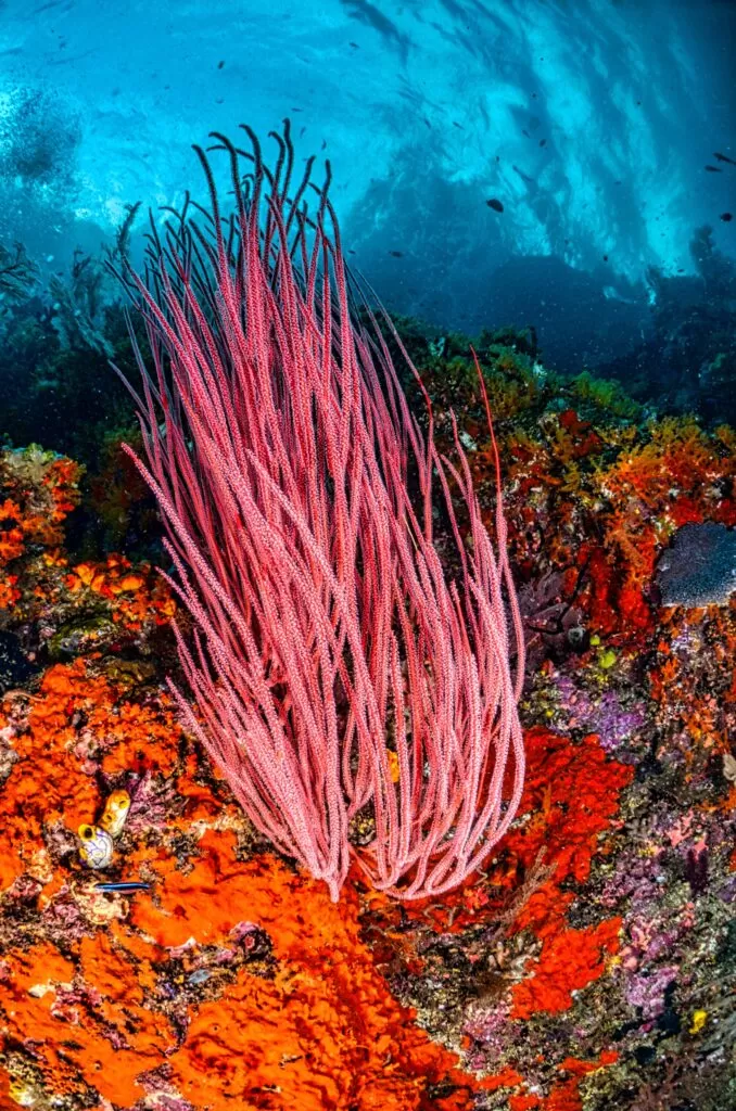 Nurkowanie w Indonezji - rafa koralowa