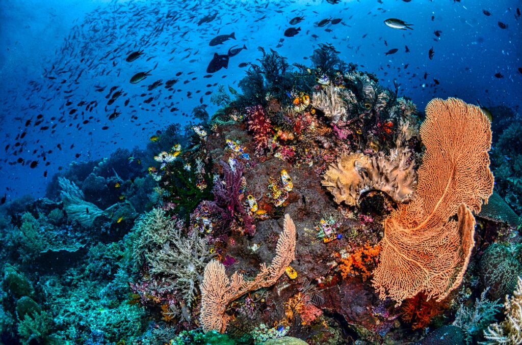 Nurkowanie w Indonezji - rafa koralowa