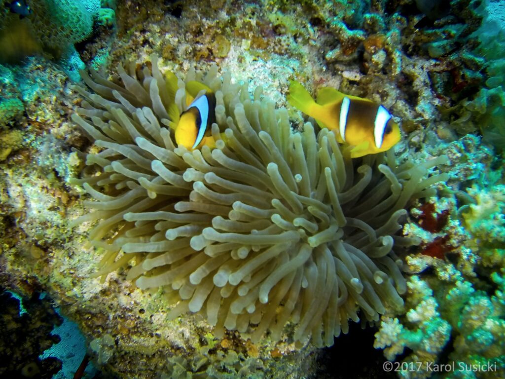 Nurkowanie w Dahab - rafa koralowa