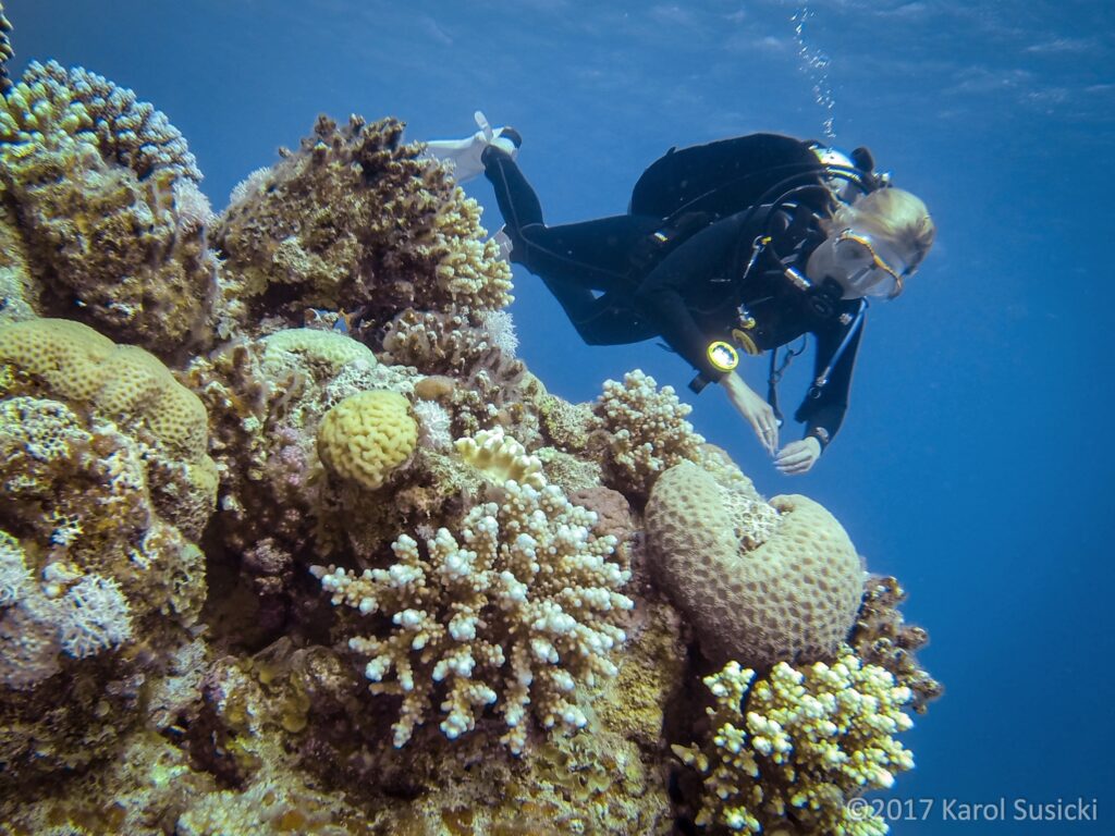 Nurkowanie w Dahab - rafa koralowa