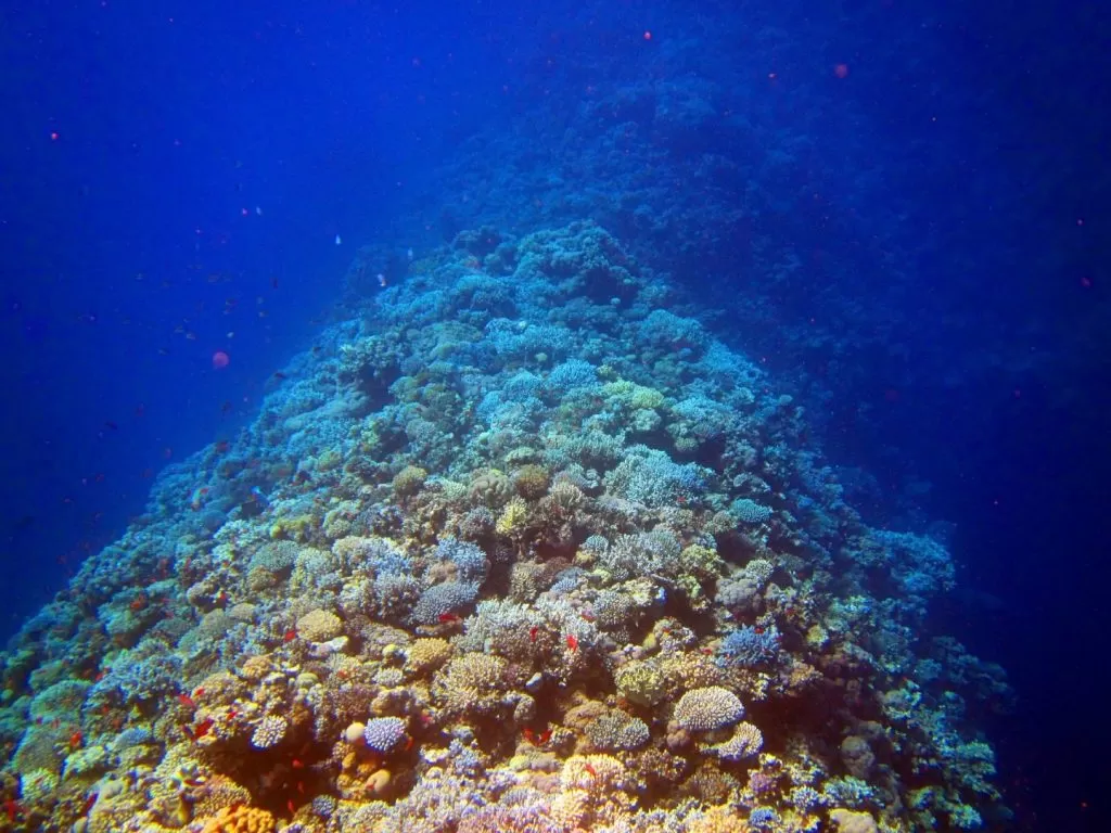 Rafa koralowa Morza Czerwonego