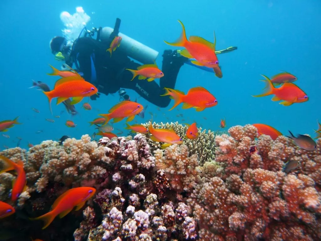 Nurkowanie przy rafie koralowej w Morzu Czerwonym w Egipcie