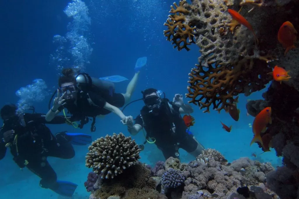 nurkowanie w Egipcie rafa koralowa
