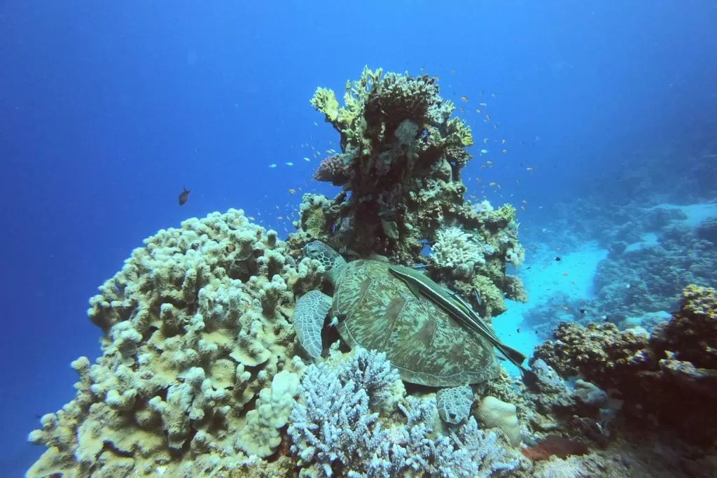 żółw morski i rafa koralowa podczas nurkowania w Egipcie w Morzu Czerwonym