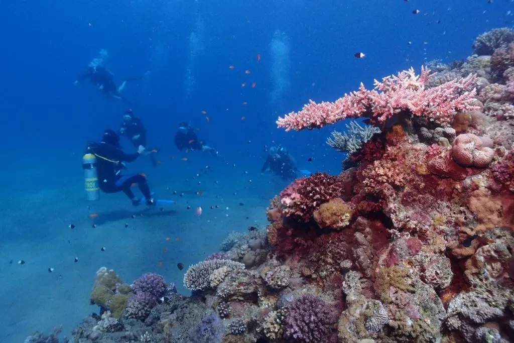 Egipt nurkowanie w Morzu Czerwonym rafa koralowa