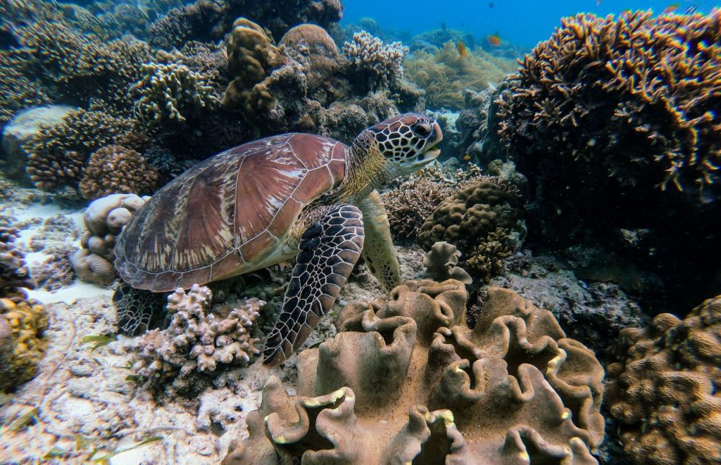 żółw morski przy rafie koralowej