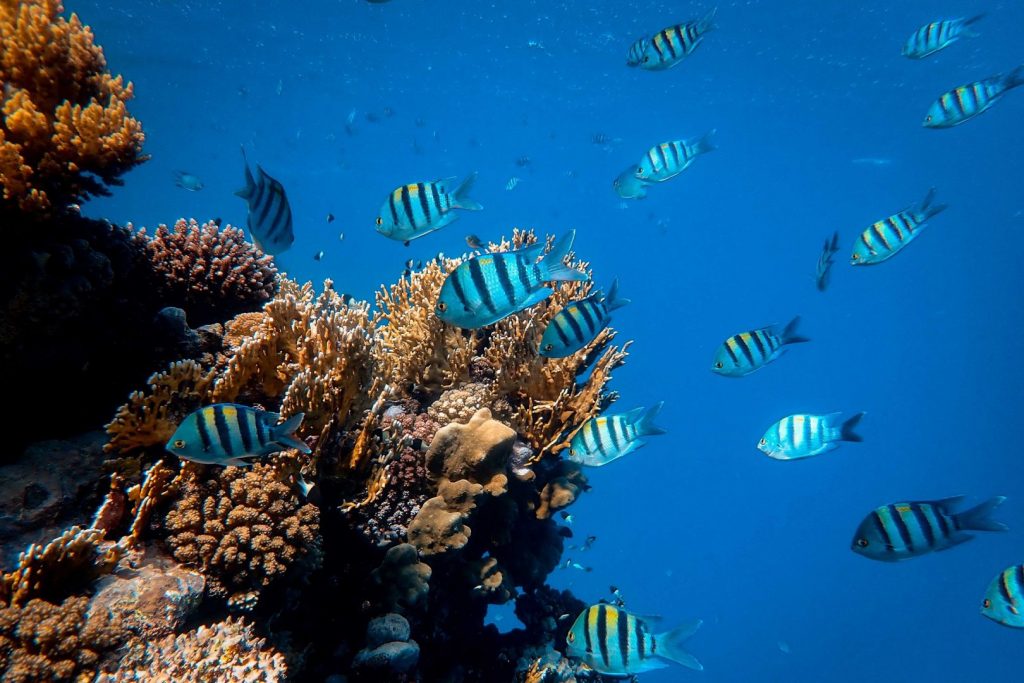 Ryby i korale nurkowanie w Egipcie