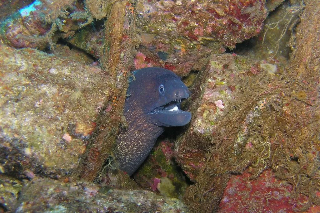 Murena między skałami podwodna fauna