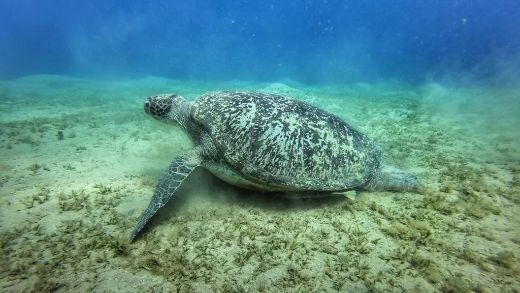 żółw morski na miaszczystym dnie podczas nurkowania w Egipcie