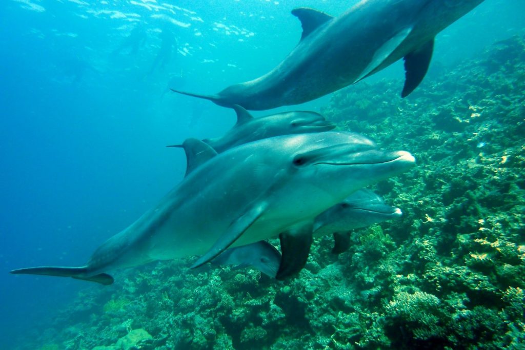 Nurkowanie na Zanzibarze i pływające w oceanie delfiny
