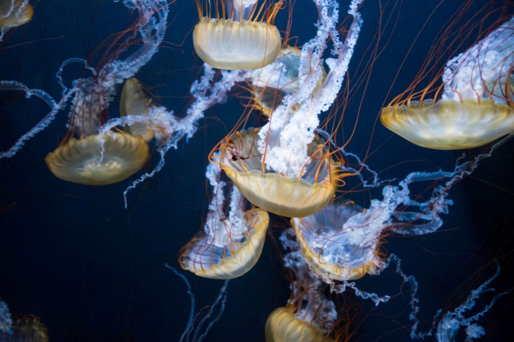 Meduzy pływające pod wodą