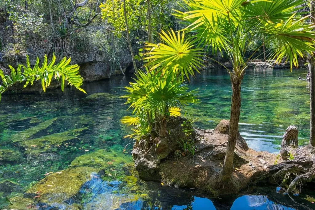 Tropikalna roślinnośc przy otwartej cenocie na Jukatanie
