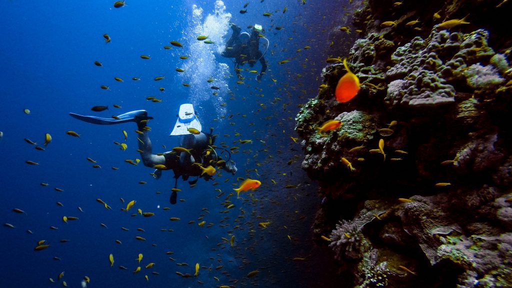 nurkowanie w Egipcie rafa koralowa sharm el sheikh