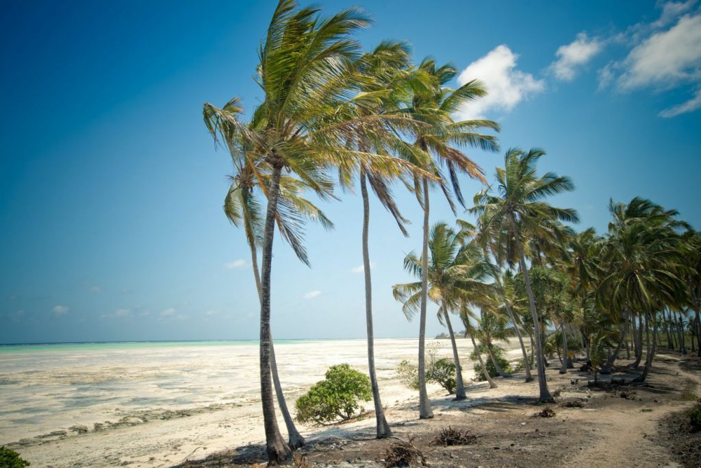 Palmy i piękna plaża z białym drobnym piaskiem na Zanzibarze w Tanzanii