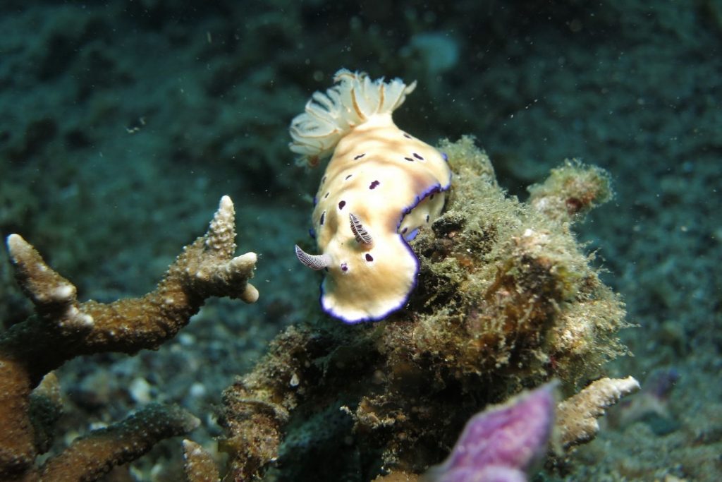 Ślimak nagoskrzelny na rafie koralowej
