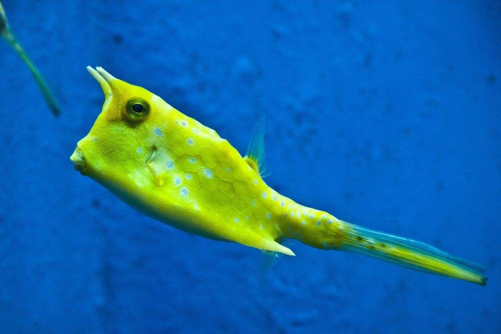Nurkowanie na Bliskim Wchodzie kostera gruzełkowata boxfish