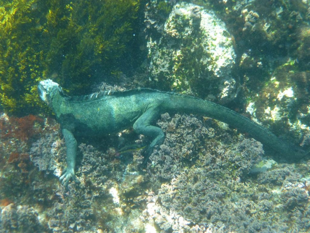 Nurkowanie na Galapagos legwan morski szukający pożywienia