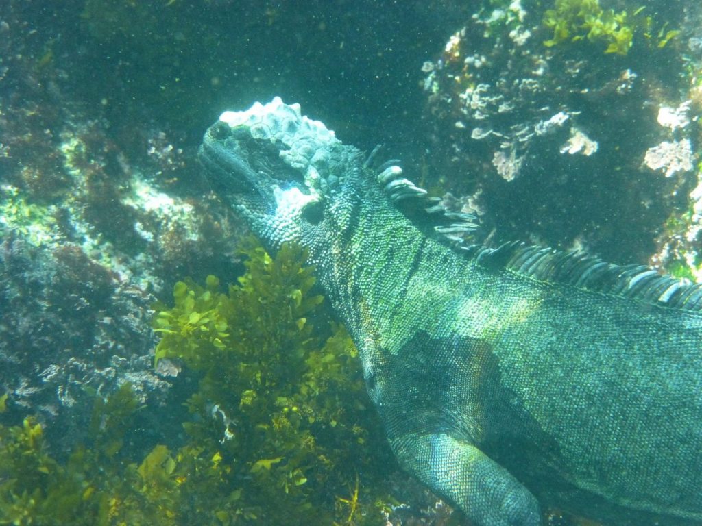 Legwan morski szuka pożywienia pod wodą na Galpagos