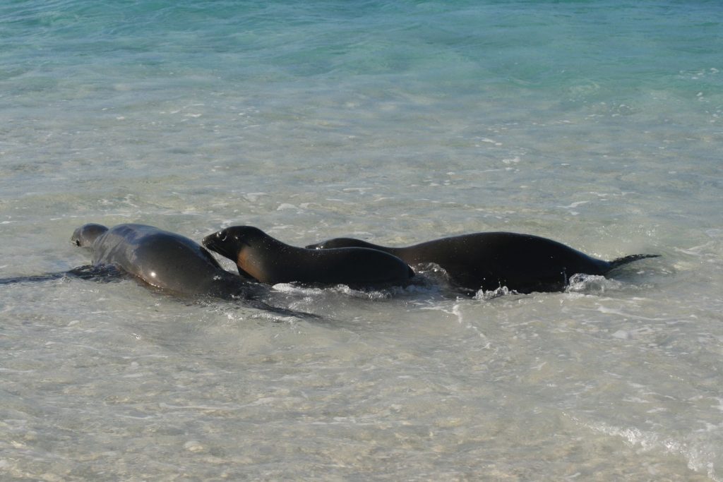 Lwy morskie wchodzą do wody na jednej z plaż na Galapagos
