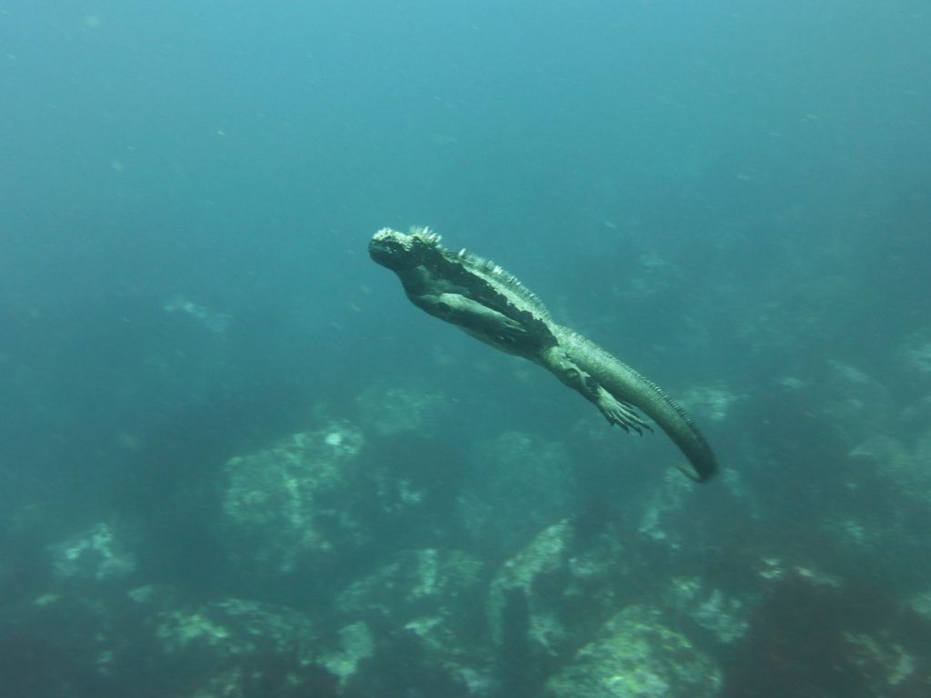 Legwan morski spotkany podczas nurkowania na Galapagos