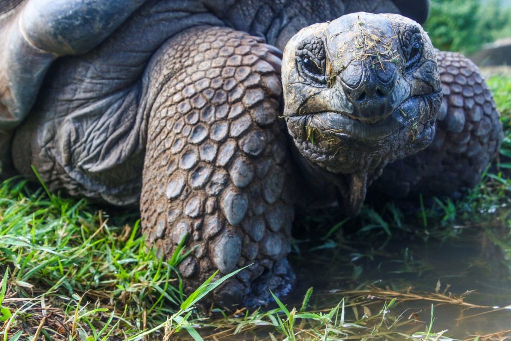 żółw słoniowy na Galapagos w Ekwadorze