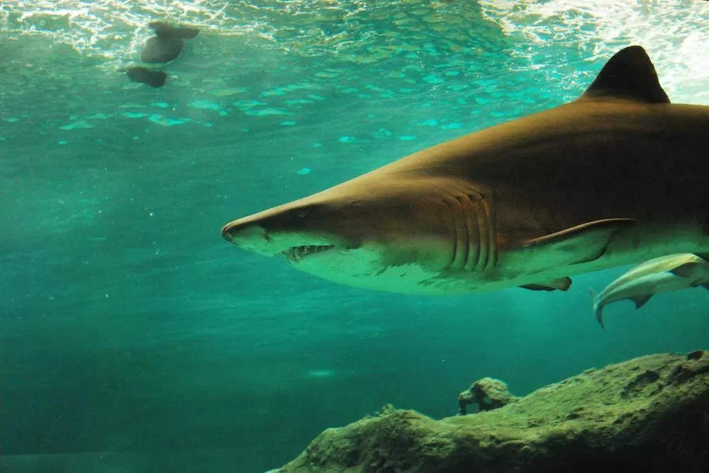 Podwodne zdjęcie rekina