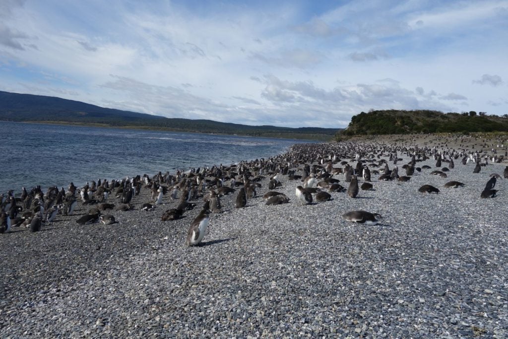 Gromaga Pingwinów Magellana na plazy w Argentynie