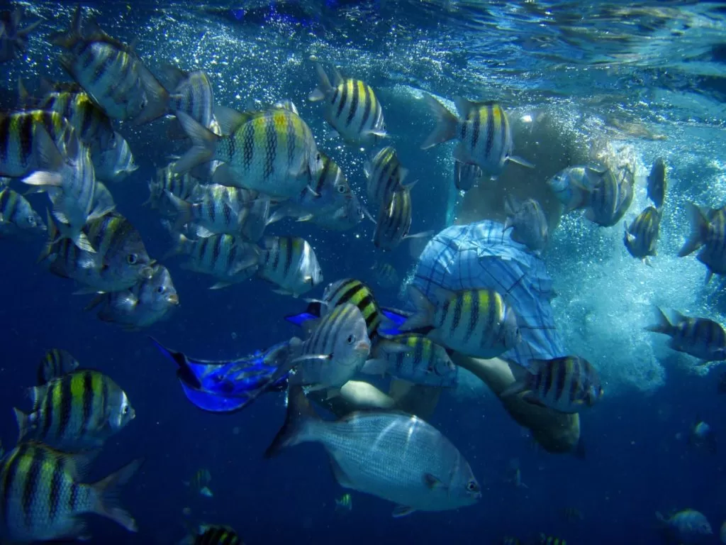 Ławica ryb w Morzu Karaibskiem u wybrzeży Aruby
