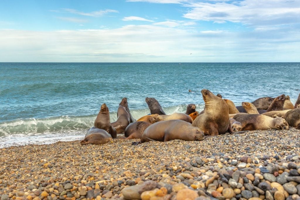 Lwy morskie wygrzewają się nad brzegiem morza na kamienistej plaży