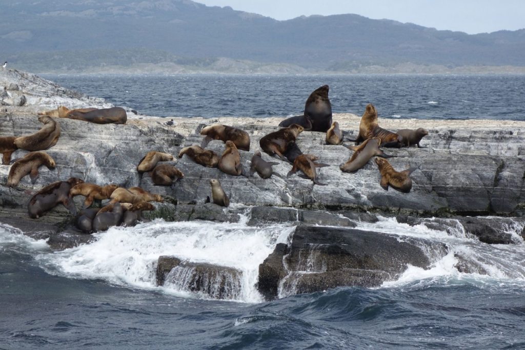 Lwy morskie leżą na skałach w Argentynie