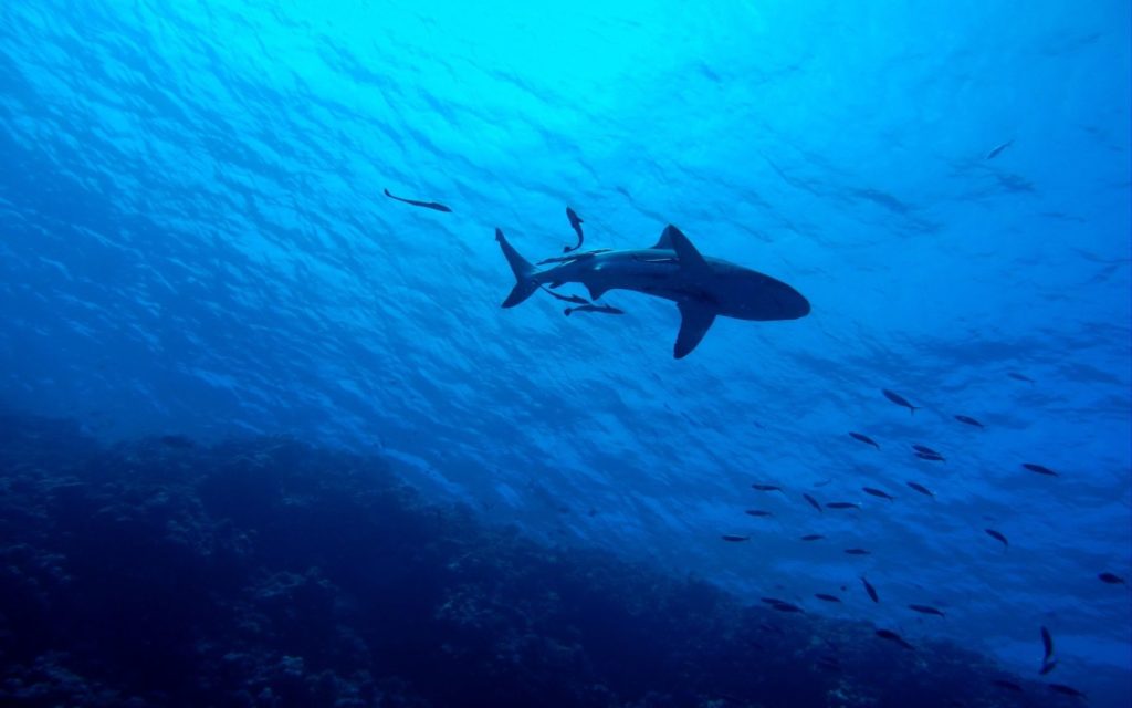 Rekin nurkowanie w Australii