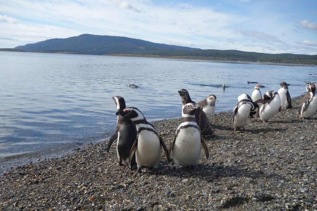 Pingwiny Magellana na kamienistej plaży