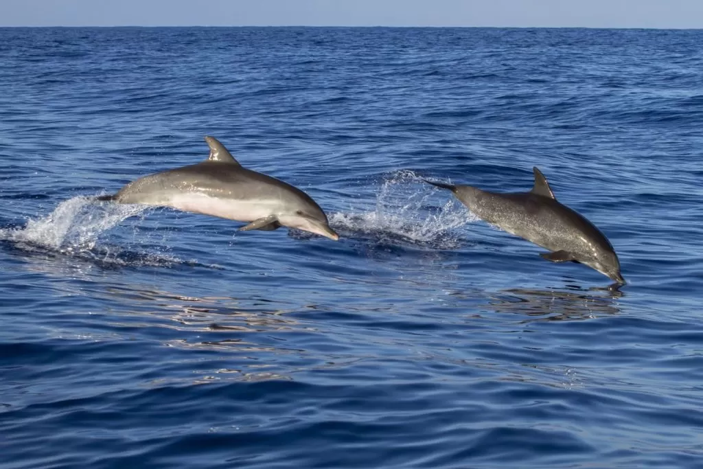 Delfiny w Atlantyku w okolicach Madery i Porto Santo
