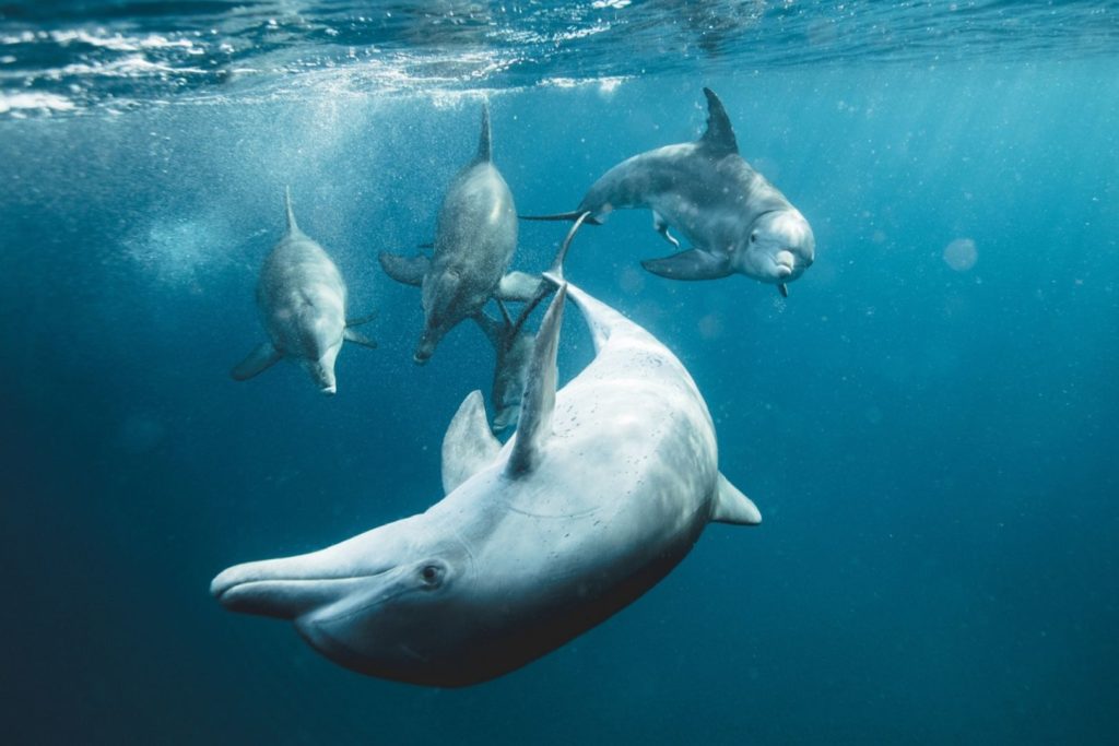 Delfiny bawią się pod wodą