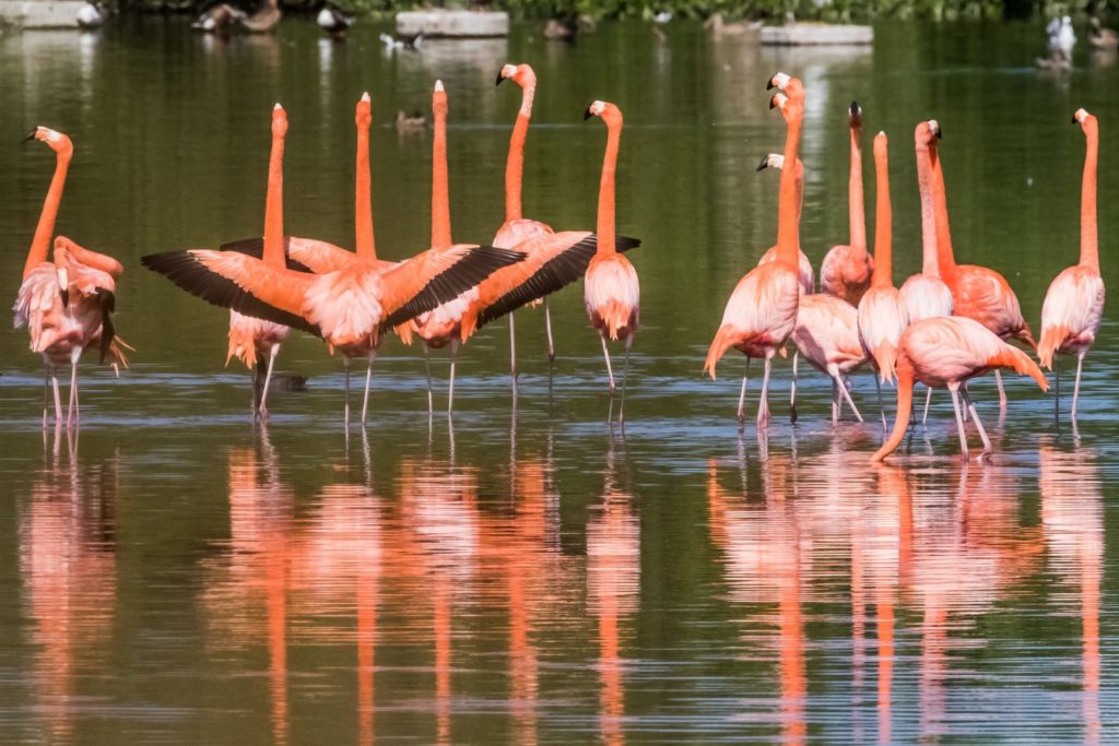 Różowe flamingi to jeden z elementów krajobrazu na Karaibach w tym na Kubie