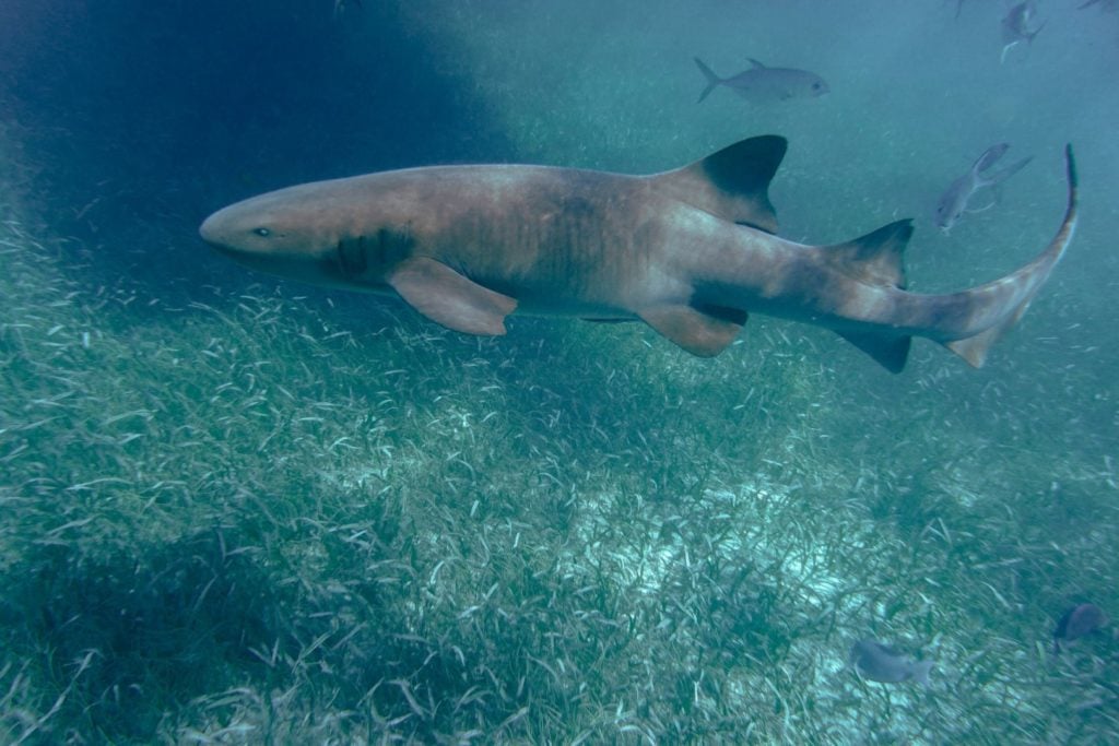 Nurkowanie z rekinami to jedna z atrakcji Belize