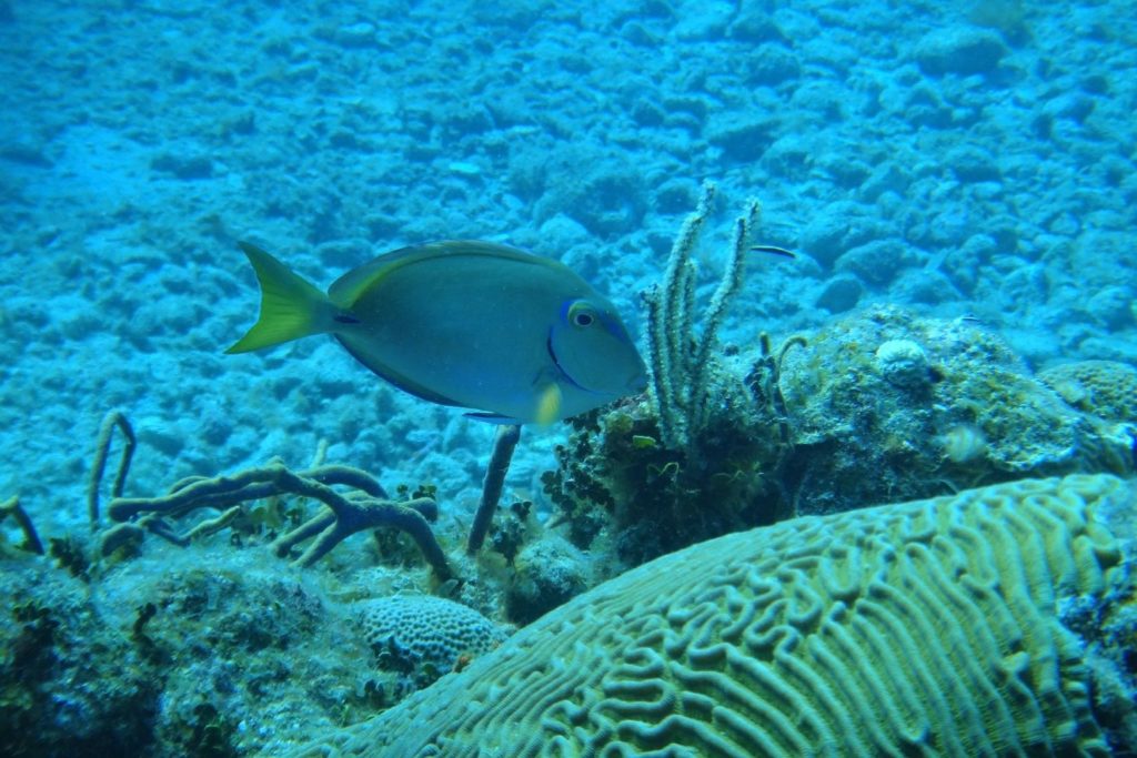 Nurkowanie na kubie życie podowdne małą rybka przy rafie i piaszczystym dnie