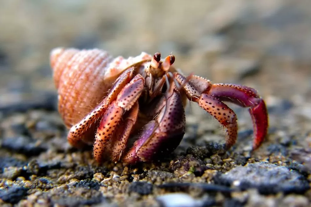 Skorupiak rak chodzi po piasku na plaży na Kubie