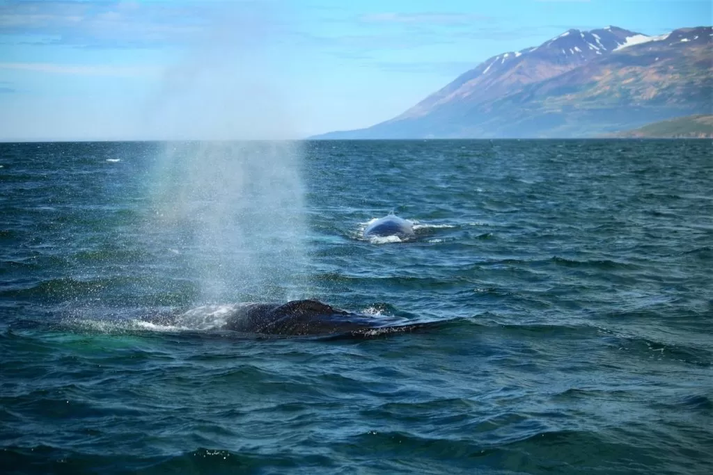 Wieloryby można obserwować podczas nurkowania w portugalii na Maderze i Porto Santo