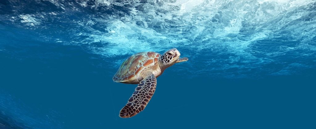 Mały żółw pod wodą