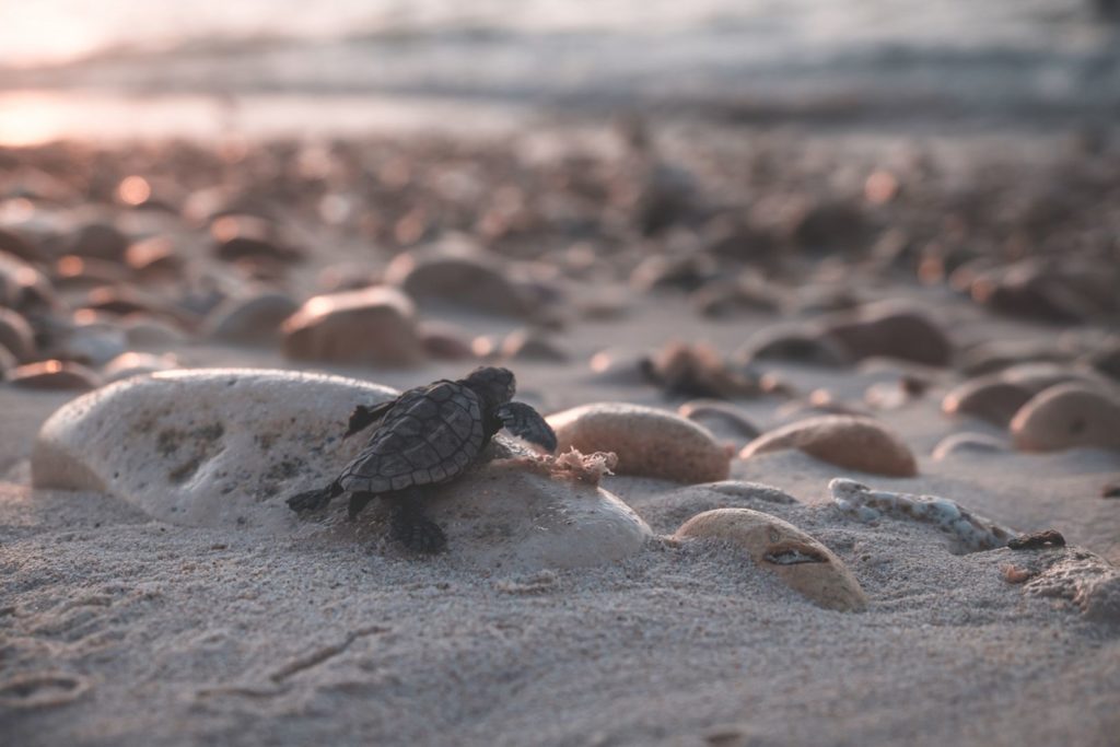 Mały żółw pełznie po plaży w Tajlandii