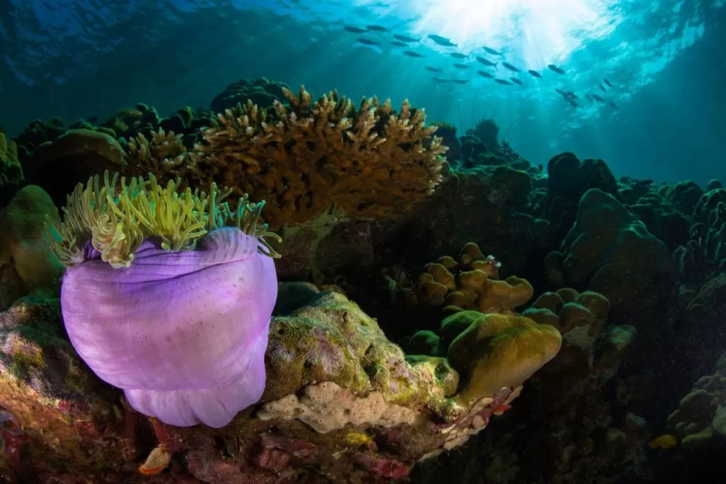 Piękna rafa koralowa w okolicy Koh Lipe Tajlandia nurkowanie wrakowe rafowe i makro